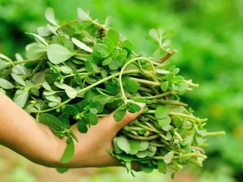 Cây dại mọc bờ rào xưa không ai ăn, nay thành đặc sản có hương vị lạ được ưa chuộng, trồng 45 ngày cho thu hoạch