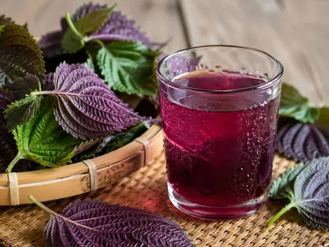Những người nên cẩn trọng khi dùng nước lá tía tô