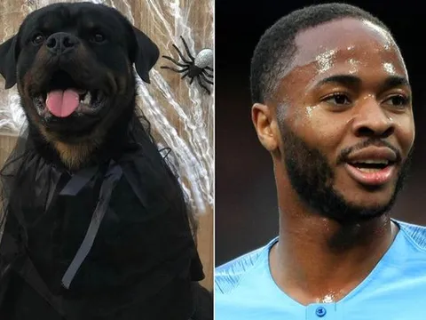 Bất ngờ với thú cưng 'đắt xắt ra miếng' của Sterling