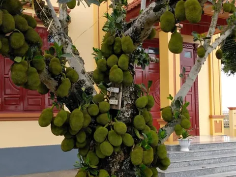 3 loại cây ăn quả không nên trồng trước nhà, cản bước thần Tài vào