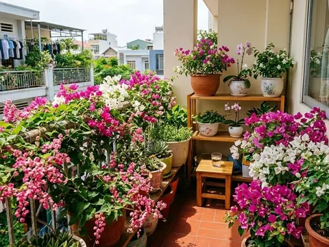 7 loài hoa dễ trồng giúp ban công rực rỡ quanh năm, người bận rộn cũng làm được