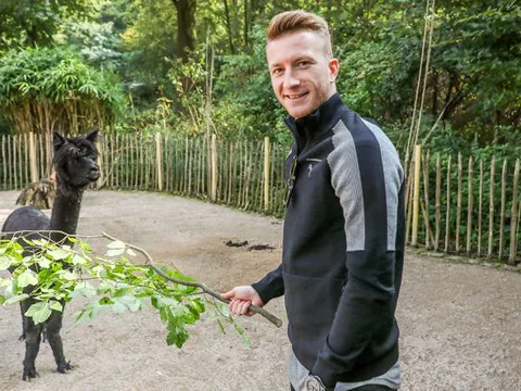 Chấn thương, hai 'anh đại' Dortmund rủ nhau vào sở thú