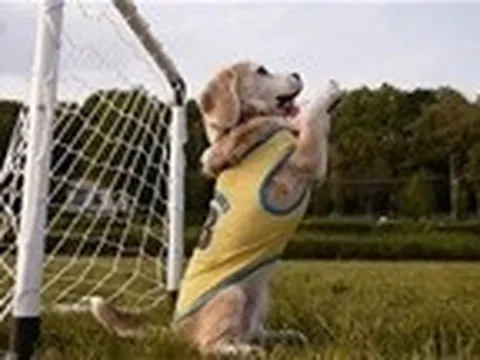 Chú chó bắt bóng siêu giỏi từng đi vào kỷ lục Guinness