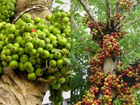 Người tuổi nào hợp trồng Cây Sung trong nhà?