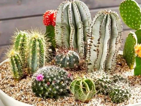 Nhà có “âm khí”? Gợi ý loại cây giúp thanh lọc không gian, xua cảm giác u ám