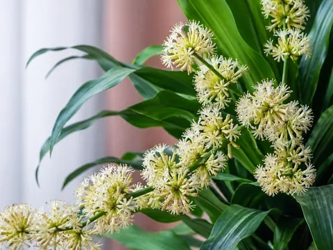  Thiết mộc lan nở hoa là tín hiệu tốt, nhưng phải chú ý 5 điều quan trọng này