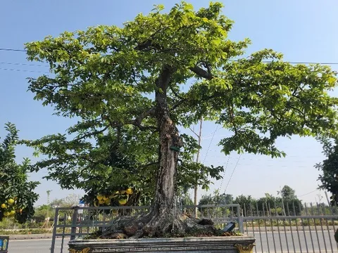Cây tưởng chỉ lấy quả lên chậu lại thành bonsai đẹp lạ, tỏa mùi thơm nức mũi, có cây giá 2 tỷ đồng chủ nhân không bán