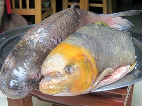 Loài cá tiến vua "quý như vàng" ở Phú Thọ, nay được nhiều người săn lùng vì ngon hảo hạng, có tiền cũng khó mua