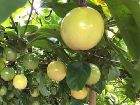 Loại quả mọc bờ rào xưa không ai biết đến, nay thành đặc sản được ưa chuộng giá 140.000 đ/kg, trồng một lần thu hoạch nhiều năm