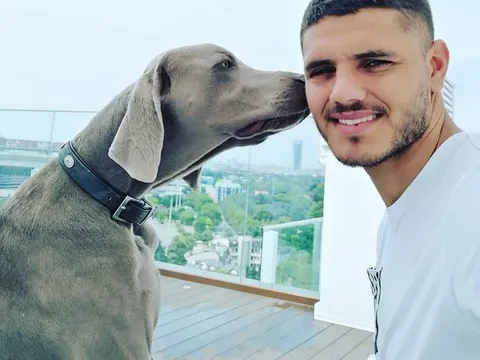 Không đi World Cup, Icardi ở nhà chơi với... chó