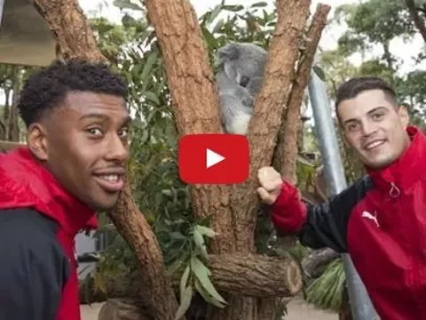 Dàn sao Arsenal háo hức đi thăm sở thú Taronga