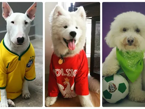 Đáng yêu hết cỡ với World Cup 2018 phiên bản cún cưng