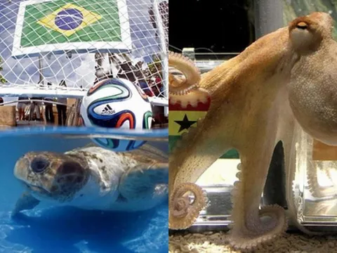 Top 5 động vật xứng tầm 'thánh phán' World Cup lừng danh thế giới