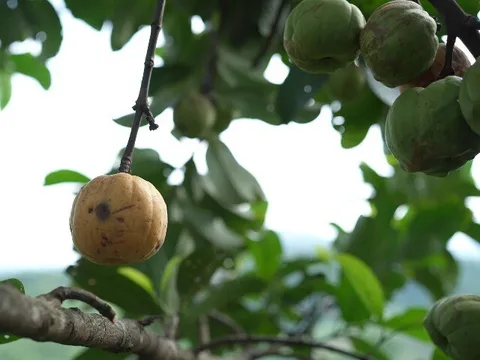 Loại quả xưa rụng đầy không ai ngó ngàng, nay thành đặc sản có hương vị lạ giá 180.000 đ/kg, trồng một lần thu hoạch nhiều năm
