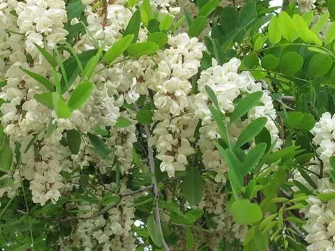 3 loại cây “két sắt giữ lộc” trong phong thủy: Chặt bỏ là mất tài vận gia đình