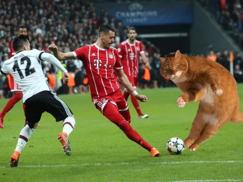Chú mèo đại náo trận đấu của Bayern Munich