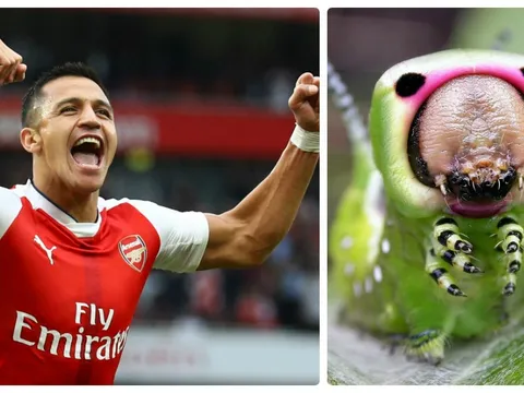 Đã đến lúc bay rồi, 'chú sâu' Sanchez!
