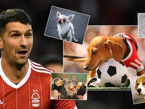 Hậu vệ ghi 2 bàn hạ Arsenal được tặng chó, đặt tên là 'Pháo thủ'
