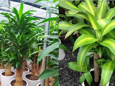 Nhà nào đang trồng cây Thiết Mộc Lan cần chú ý 3 điều này