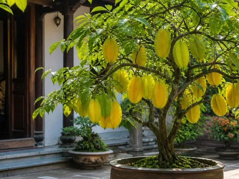 Cây khế rất hợp cho người tuổi này, mệnh này: Trồng một cây trong nhà vừa đẹp mắt vừa hút khí lành