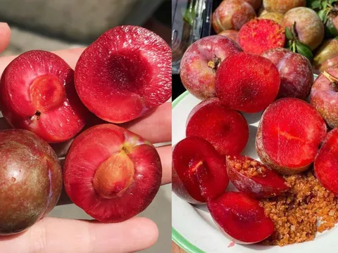 Một ngày nên ăn bao nhiêu quả mận để không bị nóng trong?