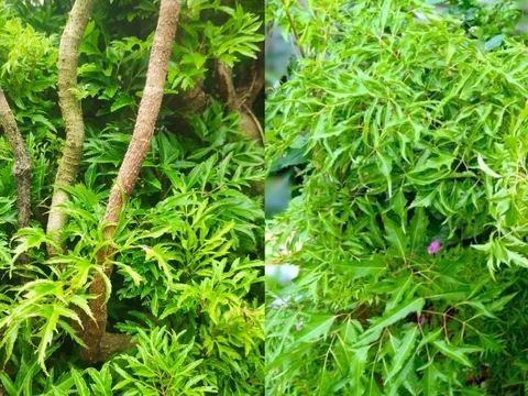 Nhà đang trồng cây đinh lăng cần chú ý 5 điều sau