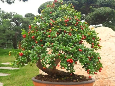 Cây dại cho hoa và quả đẹp mắt lên chậu thành bonsai độc lạ, mang lại may mắn thịnh vượng, có cây giá tỷ đồng