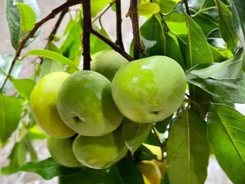 Loại quả mọc bờ rào xưa rụng đầy gốc, nay thành đặc sản ở thành phố giá 90.000 đ/kg, trồng một lần thu hoạch nhiều năm