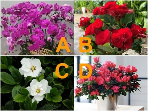 Trắc nghiệm: Chọn một loài hoa, biết ngay bạn hấp dẫn cỡ nào trong mắt nửa kia