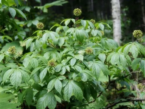Nghề lạ ở Việt Nam: Trồng loại rau được ví "nhân sâm rừng" sống tới 20 năm, nông dân hái ngọn bán quanh năm