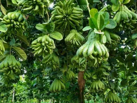5 loại cây phong thủy người giàu rất thích trồng, nhà có 1 cây cũng hút tài lộc