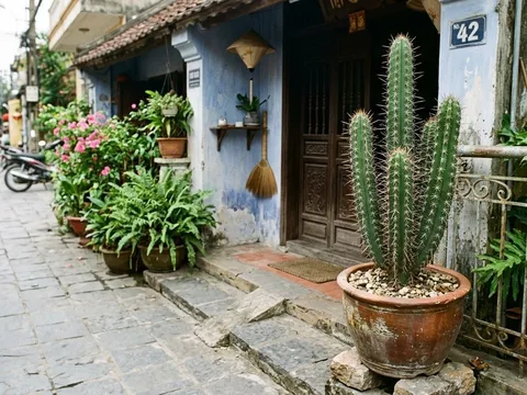 Đặt cây trước cửa tưởng vô hại: 3 loại quen thuộc lại âm thầm gây hại cho nhà bạn
