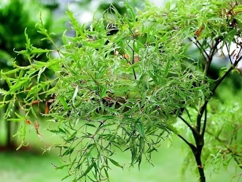 Loại rau tốt ngang nhân sâm, xưa ít người ăn giờ thành đặc sản được ưa chuộng, giá 90.000 đồng/kg