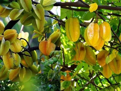 5 điều cần chú ý cho những nhà đang trồng cây khế
