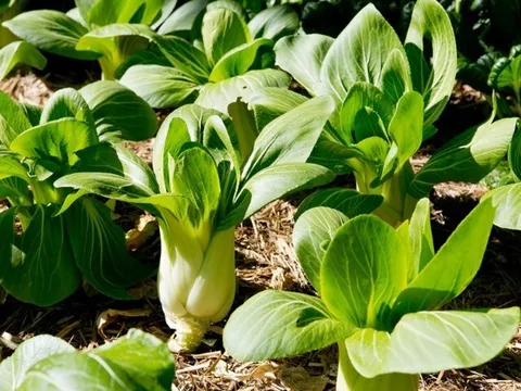 5 loại rau họ cải được CDC Mỹ ca ngợi “tốt bậc nhất thế giới”, ở Việt Nam trồng bạt ngàn, chỉ từ 15.000 đ/kg