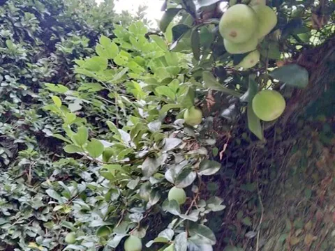 Loại quả mọc bờ rào xưa rụng đầy gốc, nay thành đặc sản có hương vị lạ giá 400.000 đ/kg, trồng một lần thu hoạch nhiều năm