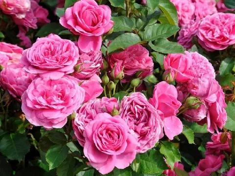 5 lời khuyên cho gia đình đang trồng hoa hồng