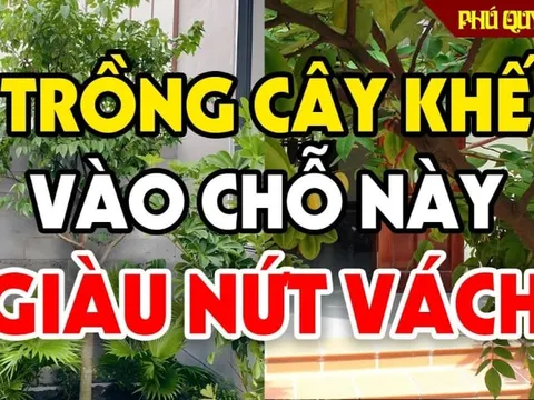 “1 kỵ - 3 nên” khi trồng khế, gia chủ biết sớm ăn nên làm ra