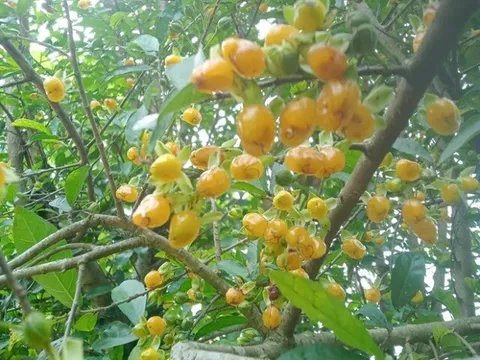 Loại quả xưa có đầy ở hàng rào, giờ thành đặc sản mà nhiều tiền cũng chưa chắc mua được vì quá hiếm