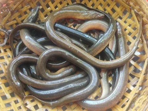 Đặc sản xưa có đầy không ai ngó ngàng, giờ được người thành phố ưa thích, ăn mãi không chán, 250.000 đồng/kg