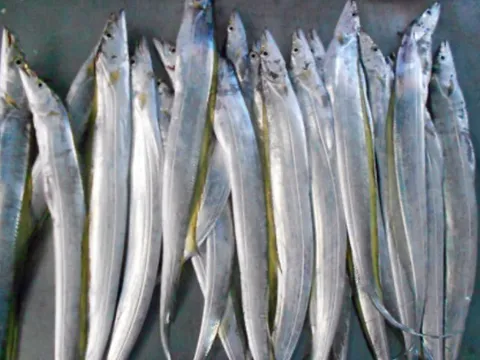 Loại cá ít cholesterol lại giàu đạm, phù hợp cho cả người già lẫn trẻ nhỏ, chợ Việt bán nhiều với giá 160.000 đồng/kg