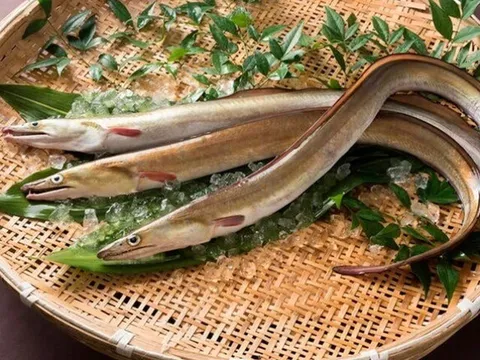 Loài cá đặc sản ở Việt Nam có thân dài như rắn, trong bụng chứa "báu vật" đại bổ, giá lên tới 9 triệu đồng/kg