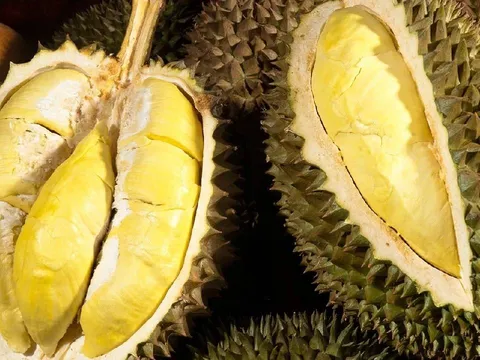 4 mẹo chọn sầu riêng ngon, múi to, cơm dày