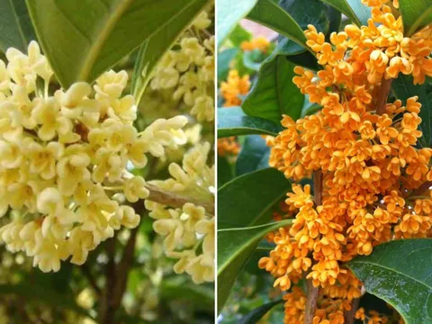 Trồng cây mộc hương (quế hoa) trước nhà có ý nghĩa gì?