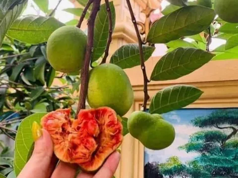 Loại quả mọc bờ rào xưa rụng đầy, nay thành đặc sản được ưa chuộng giá 200.000 đ/kg, trồng một lần thu hoạch nhiều năm