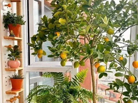 5 loại cây phong thủy được giới nhà giàu trồng ở ban công để tránh thất thoát tiền của