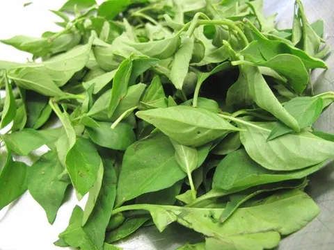 Lá này canxi gấp 2 lần sữa, giúp thanh nhiệt, giải độc còn dưỡng gan, nấu canh cực ngon mà chẳng phải ai cũng biết