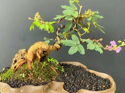 Cây hoa dại mọc đầy ruộng nghe tên hơi "ngại ngùng", nay lên chậu thành bonsai đẹp lạ, giá từ 500.000 đồng/chậu