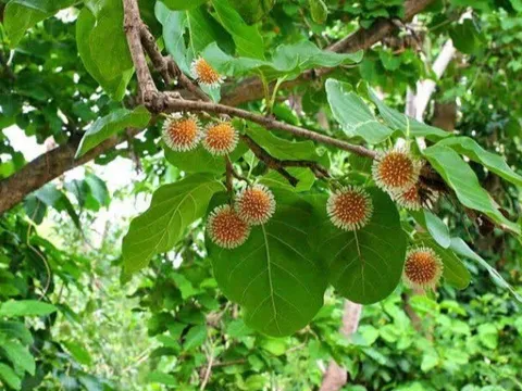 Loại quả mọc bờ rào xưa rụng đầy, nay thành đặc sản ở thành phố giá 100.000 đ/kg, trồng một lần thu hoạch nhiều năm
