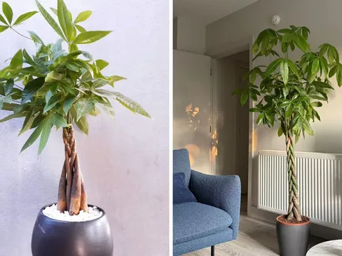 Cây kim ngân thắt bím có ý nghĩa gì? 3 mệnh này được như "máy hút lộc" tài vận tới không ngừng